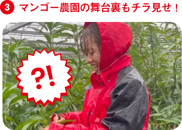 ポイント3 マンゴー農園の舞台裏もチラ見せ！